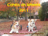2011_cover_URL.png