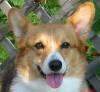 corgigardenhelpers.jpg